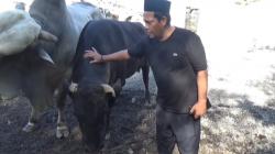 Sekeluarga di Subang Kurban Sapi Wagyu Berharga Rp250 Juta, Daging Dibagikan untuk 1.000 Warga<