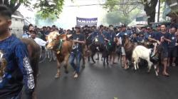 Tradisi Idul Adha di Malang, Hewan Kurban Diarak Keliling Sebelum Disembelih