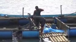 Ribuan Ikan Mati Mendadak di Waduk Darma Kuningan, Petani Jual Rp5.000 per Kg