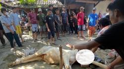 Miris, 42 Tahun di Kampung Situ Gede Sukabumi Tak Pernah Ada Kurban Sapi<