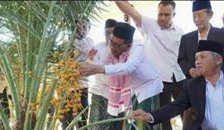 Mengintip Wisata Kebun Kurma di Masjid Agung Jawa Tengah, Ada 135 Jenis Barhi dan 15 Ajwa