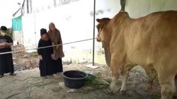 Kalahkan Bobot Hewan Kurban Presiden Jokowi, Sapi Terberat di Sumatera Disembelih