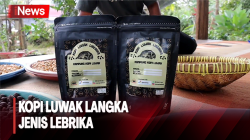 Kampung Kopi Luwak Lebrika, Melihat Proses Pengolahan Biji Langka di Kutai Kartanegara