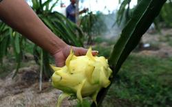 Budi Daya Buah Naga Kuning, Harga Rp80.000 per Kilogram