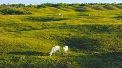 Bukit Teletubbies Sukabumi, Cocok untuk Nikmati Sunset Bersama Keluarga<