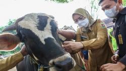 Cegah Penularan Antraks, 1.850 Hewan Ternak di Purwakarta Divaksin<
