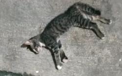 Ngeri, Ratusan Kucing Dibiarkan Mati di Padang Pasir Abu Dhabi