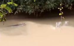 Ngeri, 2 Warga Pandeglang Diterkam Buaya saat Cari Kerang