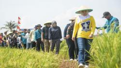 Genjot Produksi Beras Nutri Zinc, Ribuan Hektare Sawah Disiapkan di Purwakarta <