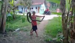 Menegangkan, Pawang Tangkap 2 Ular Kobra yang Resahkan Warga Panulisan Barat Cilacap