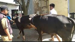 Cegah Penyebaran Antraks, Banjarnegara Perketat Lalu Lintas Sapi dari Luar Daerah<