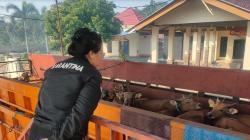 31 Ekor Sapi asal NTB Ditolak Masuk ke Sumatera, Tak Punya Dokumen Kesehatan