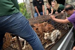Bule-Bule Selamatkan 21 Anjing dari Rumah Potong Hewan di Tomohon