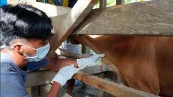 14 Ekor Sapi di Kolaka Timur Terjangkit Virus Jembrana, Lalu Lintas Ternak Ditutup
