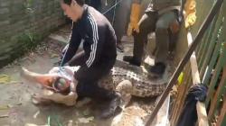 Buaya Muara 3 Meter Terkam dan Lahap Kucing di Klayan Cirebon Disita Petugas BKSDA