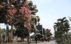 Indahnya Bunga Tabebuya Bermekaran di Alun-Alun Jombang