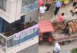 Baru Pindah ke Kota, Pria Ini Pelihara 7 Sapi di Balkon Apartemen