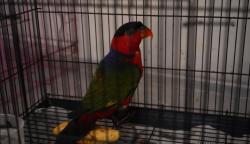 Karantina Ternate Gagalkan Penyelundupan Burung Nuri Kepala Hitam Dibawa Penumpang KM Labobar<