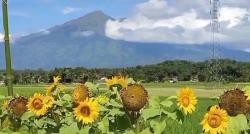 Kampung Unik di Salatiga, Singgah ke Desa Terpencilnya Lihat Merbabu dari Dekat seperti Ini Suasananya!