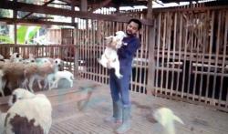 Inspiratif, Pemuda di Magelang Ini Punya Ribuan Domba hingga Buka Sekolah Petani Milenial<