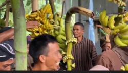 Ngalap Berkah Sedekah Bumi, Ratusan Warga Banjarnegara Berebut Pisang dan Jajanan Pasar