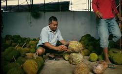 Kisah Mantan TKI Sukses Jualan Durian, Laku Ribuan Buah per Hari