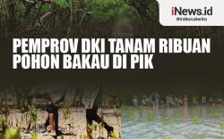 Infografis Pemprov DKI Tanam Ribuan Pohon Bakau di PIK