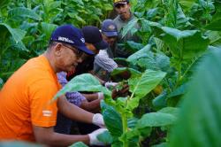 Petani Gunungkidul Masuki Masa Panen Raya Tembakau, Produksi Merosot<