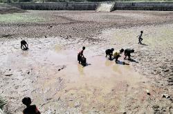 Ratusan Telaga di Gunungkidul Kering akibat Kemarau Panjang
