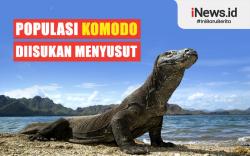Infografis Populasi Komodo Dikabarkan Menyusut, Begini Penjelasan Badan Pariwisata Otorita Labuan Bajo Flores 