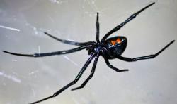 Miris, Bocah Ini Sengaja Digigit Laba-Laba Black Widow karena Ingin Jadi Spider-Man