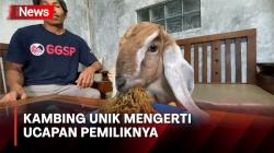 Kambing Unik di Banjarnegara, Gemar Makan Mie Goreng dan Mandi 2 Kali Sehari