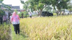 Purwakarta Sukses Panen Padi Nutri Zinc Antistunting, Produksi 11.090 Ton GKG<