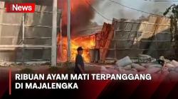 3 Kandang Terbakar, Ribuan Ayam Mati Terpanggang di Majalengka