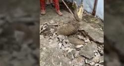 Jalan Lewati Trotoar Retak, Pemuda Ini Kaget Lihat 3 Buaya di Bawahnya