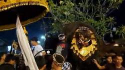 Pemuda di Tabanan Gelar Acara Mepetuk Barong Bangkal sebelum Hari Raya Kuningan