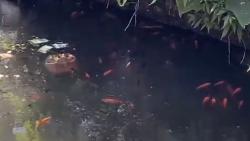 Unik, Ikan Dataran Tinggi Dieng Banjarnegara Hidup di Air Panas