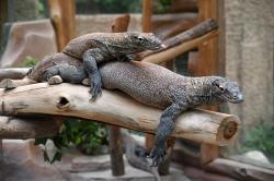 6 Komodo Lahir di Bogor Akan Dilepas ke Habitat Asli