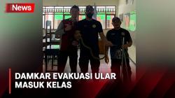 Heboh! Ular King Kobra Ukuran 1 Meter Masuk Kelas di SMA 3 Pangkalan Bun