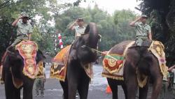 Ketika Satwa Bali Safari Ikut Upacara 17 Agustus, Gajah Beri Hormat <