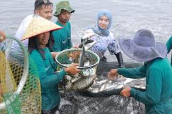 Tangkap Ikan Bandeng Bersama, BSI Dorong Kualitas Ekonomi Masyarakat Aceh
