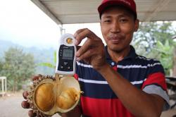 Viral Durian Duri Hitam di Media Sosial, Rasanya Manis Harga Rp2 Jutaan per Buah<