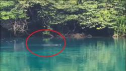 Heboh Kemunculan Buaya Berenang di Objek Wisata Labuan Cermin
