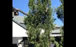 Bikin Bergidik! Video Ular Sanca Karpet Besar Merayap di Atas Atap Rumah Warga Australia