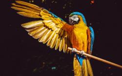   Burung Termahal di Dunia, Ada yang Tembus Miliaran Rupiah