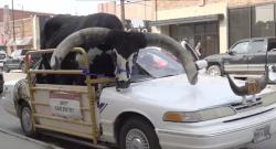 Nekat Angkut Banteng Pakai Mobil Sedan Pria Ini Ditilang