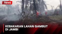 Kebakaran Lahan Gambut di Jambi Semakin Meluas, Tim Gabungan Dikerahkan