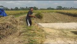  Stok Gabah di Penggilingan Menipis, Harga Beras di Banjarnegara Terus Merangkak Naik