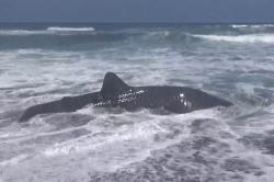 Tersangkut Jaring Nelayan, Hiu Tutul Mati Terdampar di Pantai Jatimalang Purworejo