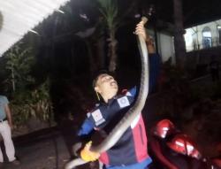 Warga Panik! Ular King Cobra Sepanjang 3 Meter Ditemukan di Dapur Rumah<